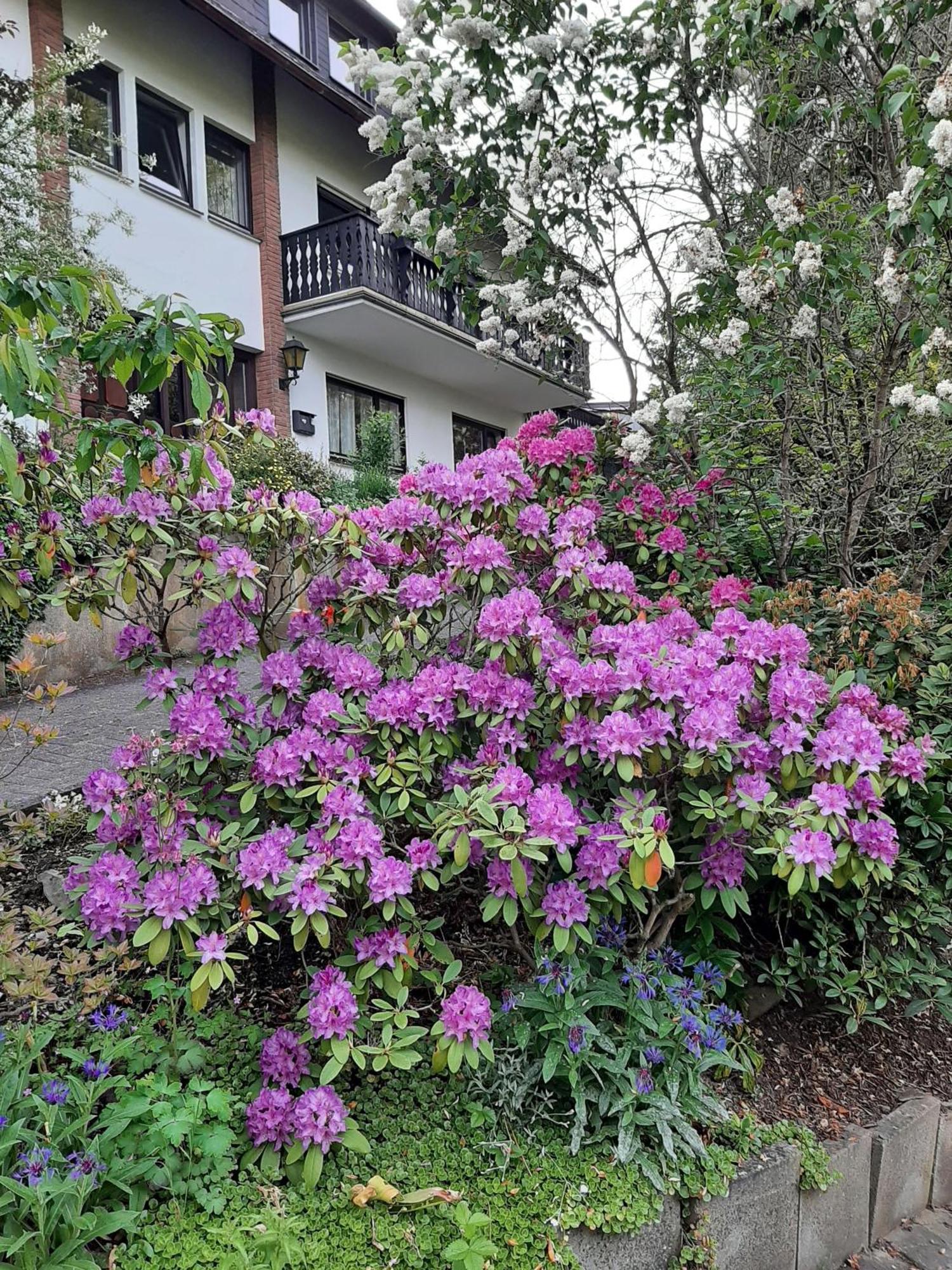 Ferienwohnung Bergblick Hallenberg Εξωτερικό φωτογραφία